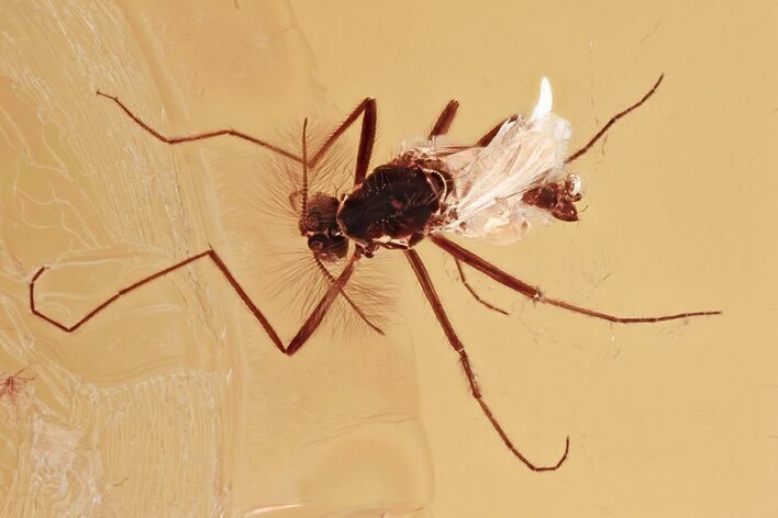 Detailed Fossil True Midge (Chironomidae) in Baltic Amber #357797